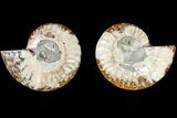 Agatized Ammonite Fossil - Crystal Filled Chambers #145903-1